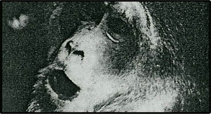 メアリー・ローチ,TED