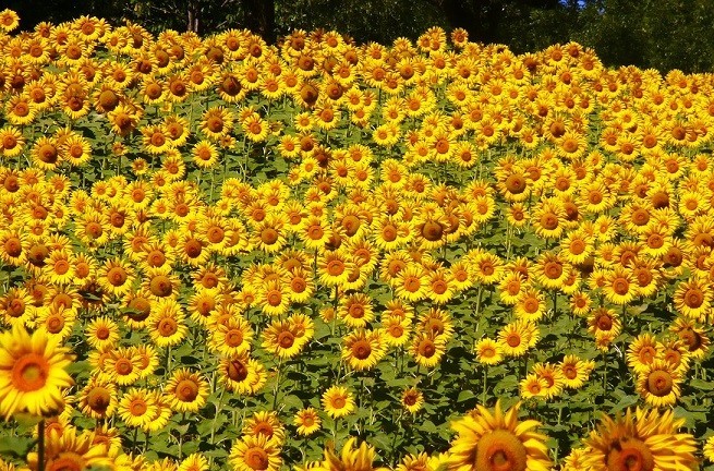 f:id:a-chipapa:20170816005337j:plain