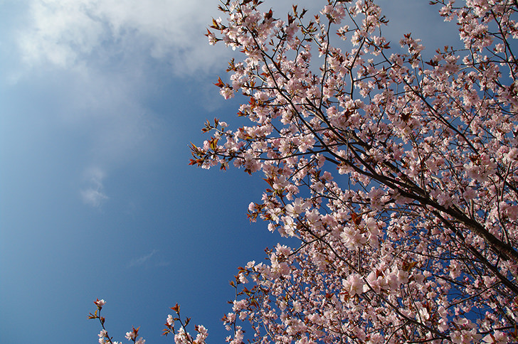 f:id:a-cosmos:20200902152405j:plain