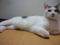 うちの猫