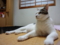 うちの猫
