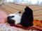 うちの猫