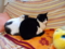 うちの猫