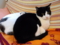 うちの猫
