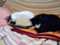 うちの猫
