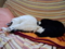 うちの猫