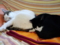 うちの猫