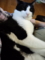 うちの猫