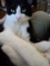うちの猫