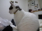 うちの猫
