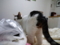 うちの猫