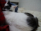 うちの猫