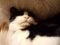 うちの猫