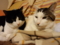 うちの猫