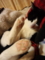 うちの猫