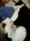うちの猫