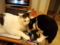 うちの猫