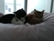 うちの猫