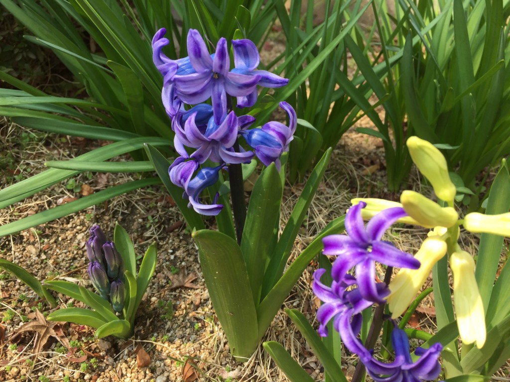 f:id:a-doll:20170329114433j:plain