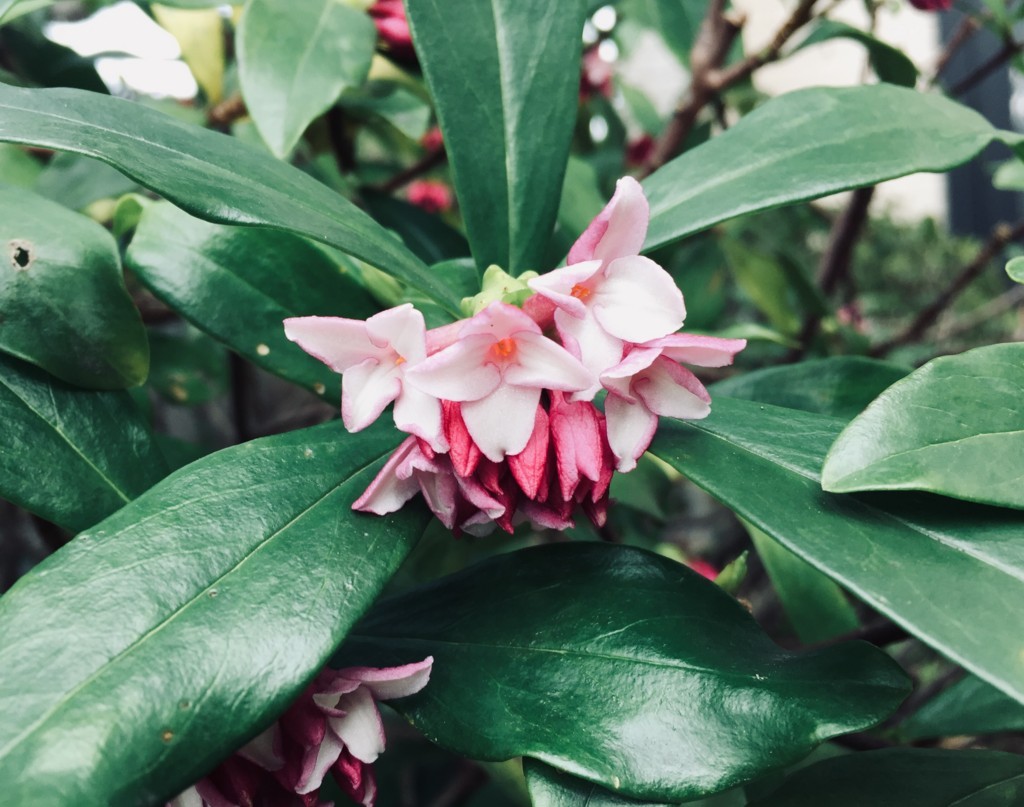 f:id:a-doll:20180310082827j:plain f:id:a-doll:20180310082827j:plain