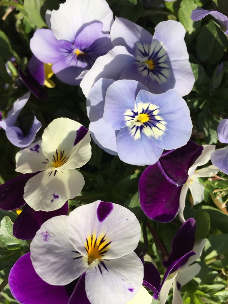 f:id:a-doll:20180311140727j:plain f:id:a-doll:20180311140727j:plain