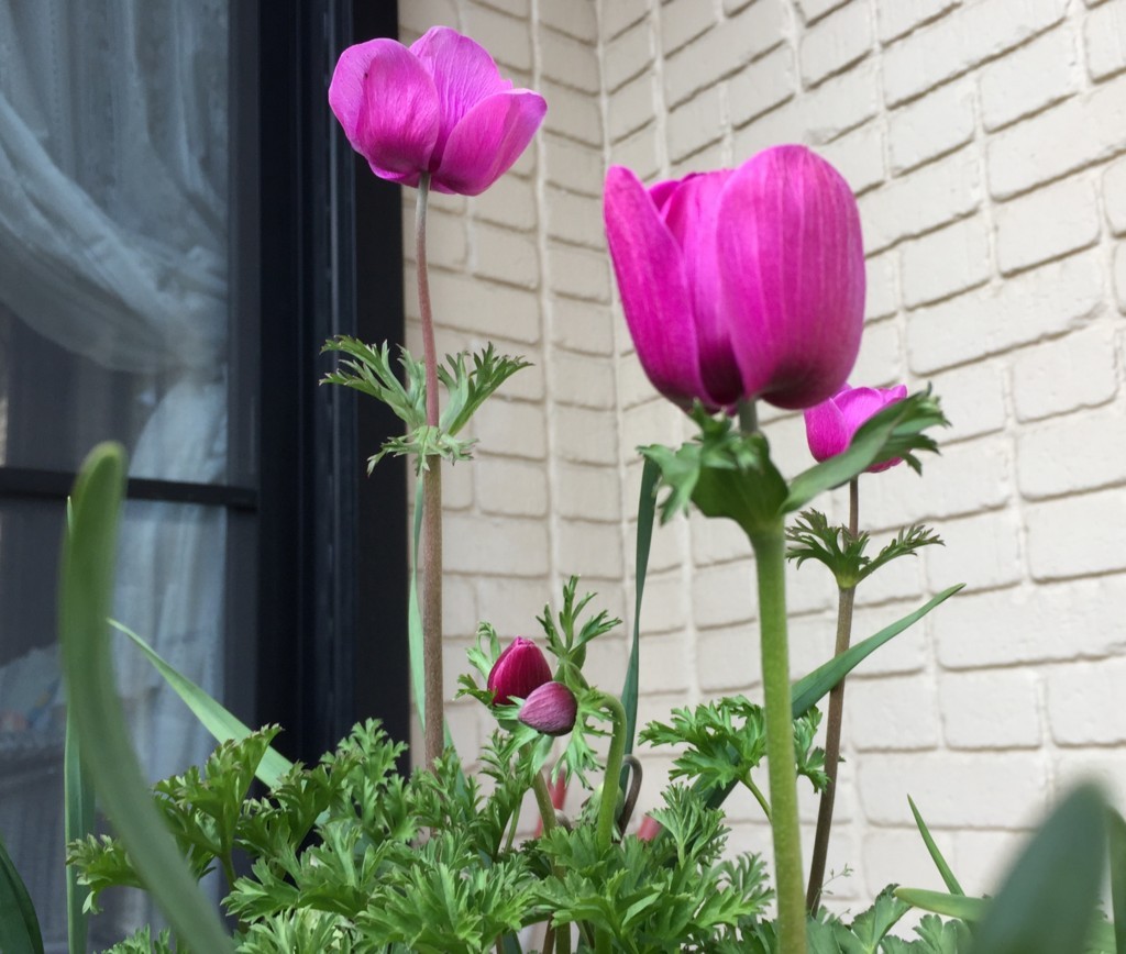 f:id:a-doll:20180312152233j:plain f:id:a-doll:20180312152233j:plain