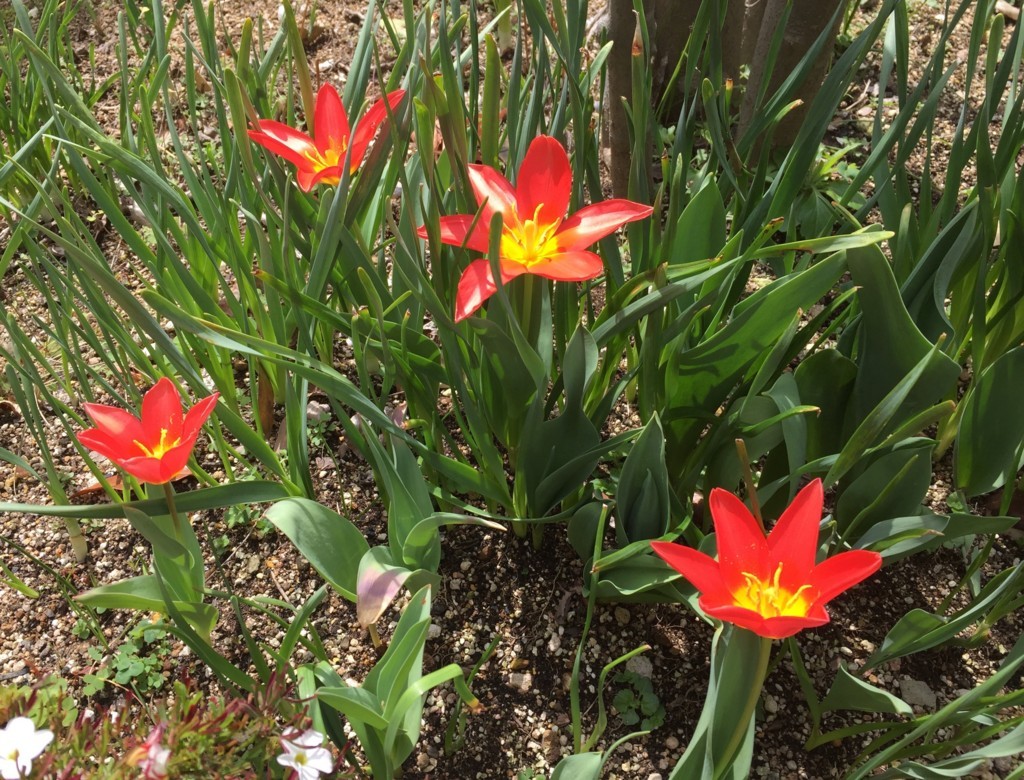 f:id:a-doll:20180324111642j:plain