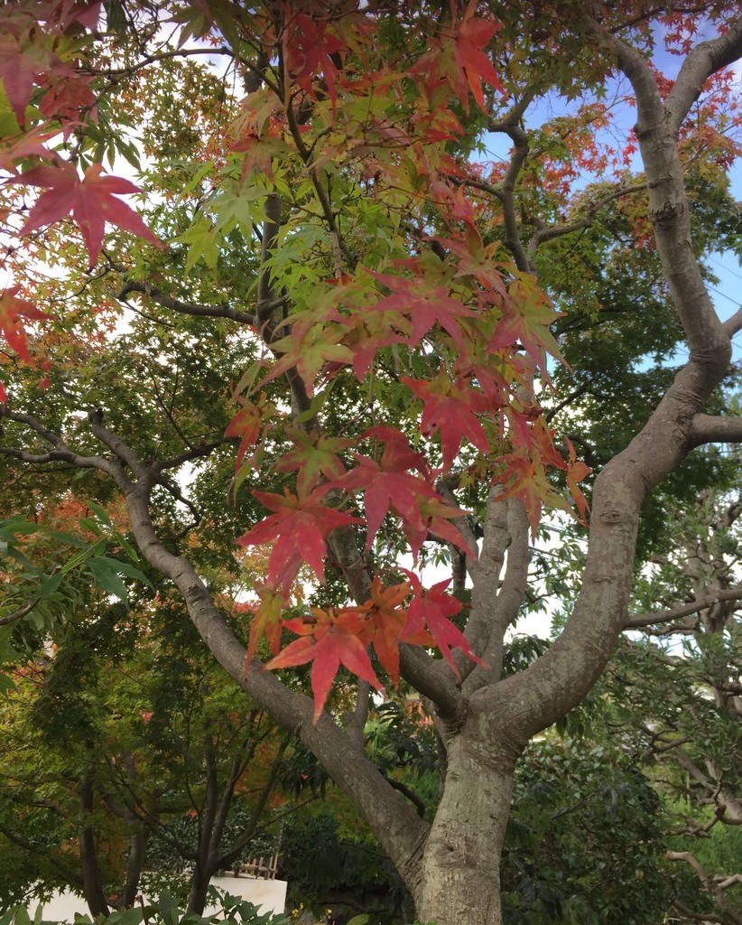 f:id:a-doll:20181110102742j:plain f:id:a-doll:20181110102742j:plain
