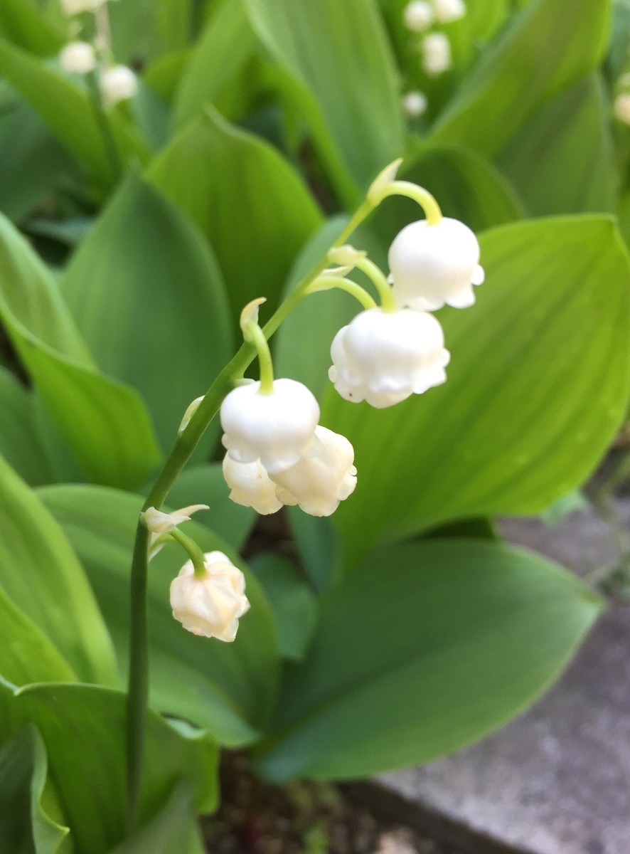 f:id:a-doll:20190507114633j:plain