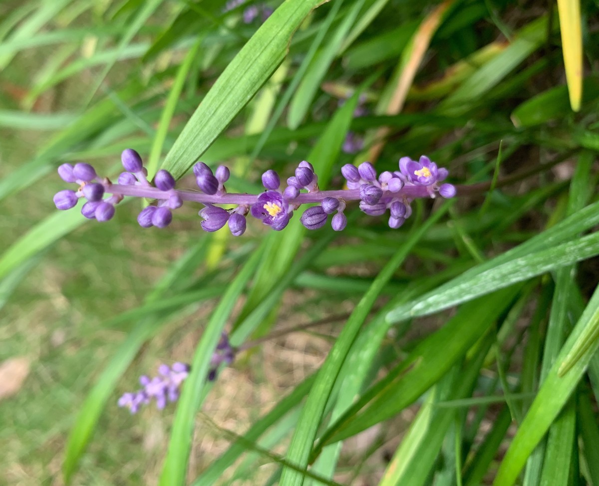 f:id:a-doll:20200923153033j:plain