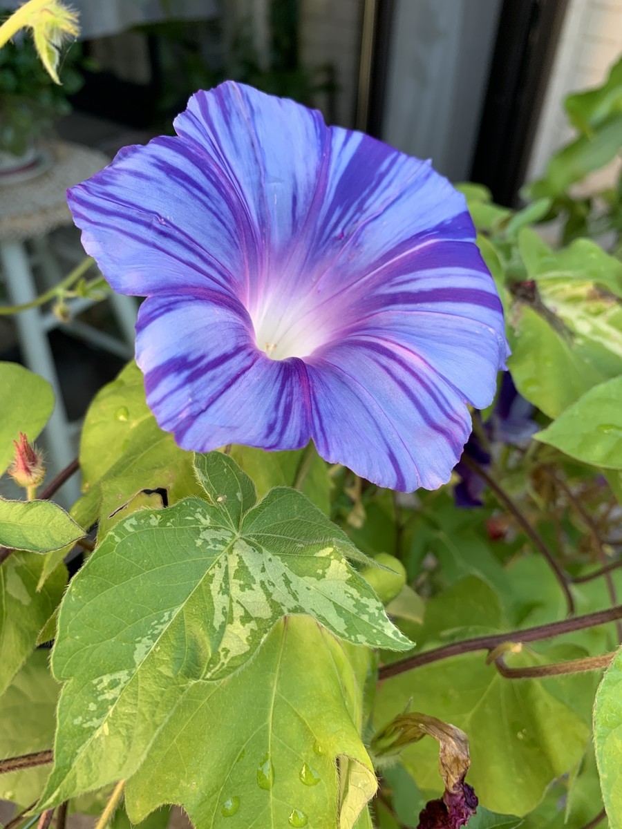 f:id:a-doll:20210804085021j:plain