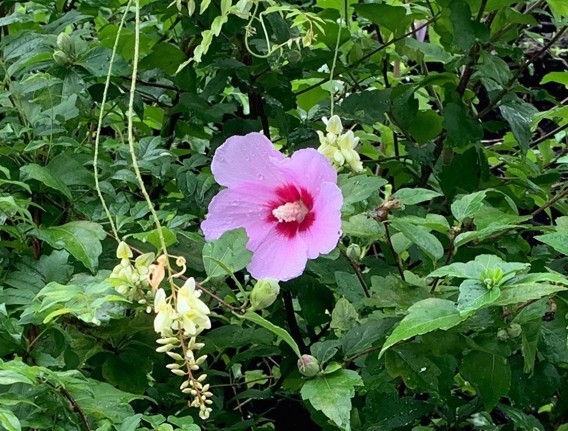 f:id:a-doll:20210819151128j:plain