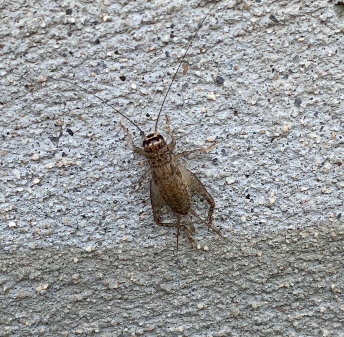 f:id:a-doll:20210825164534j:plain