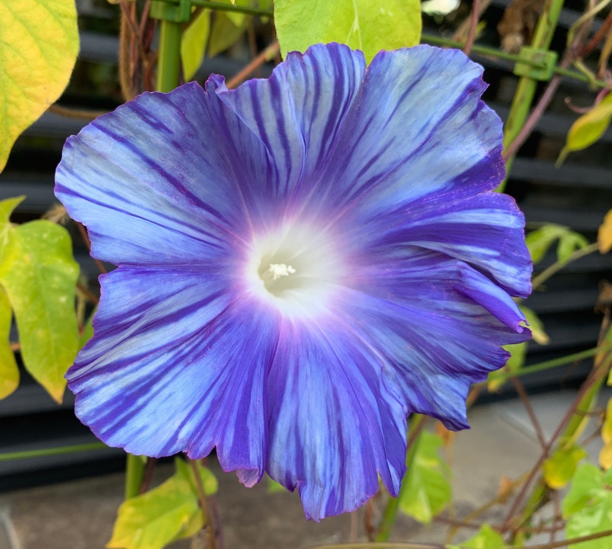 f:id:a-doll:20210829083952j:plain