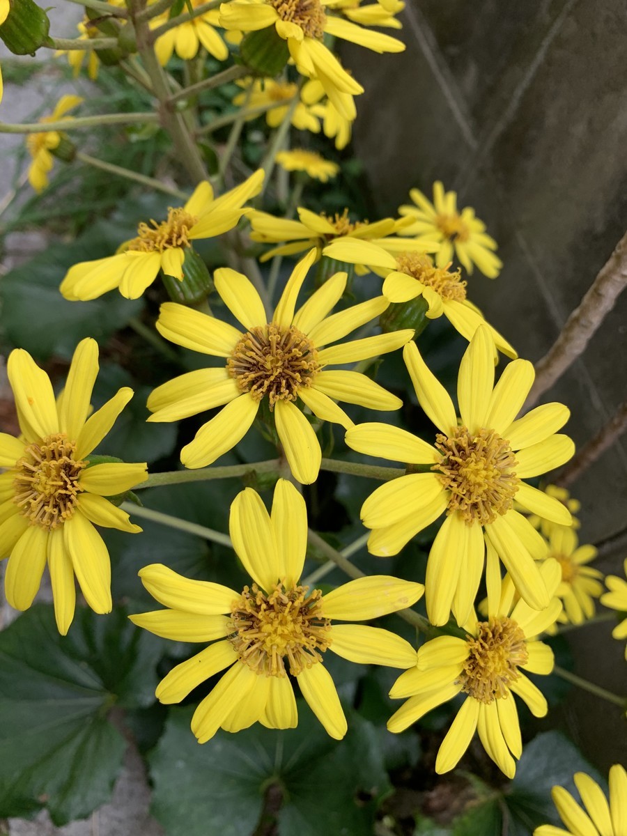 f:id:a-doll:20211108144406j:plain