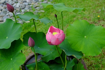 f:id:a-jyanaika:20210726140822j:plain