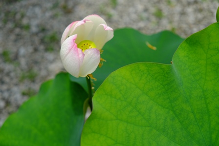 f:id:a-jyanaika:20210726141539j:plain