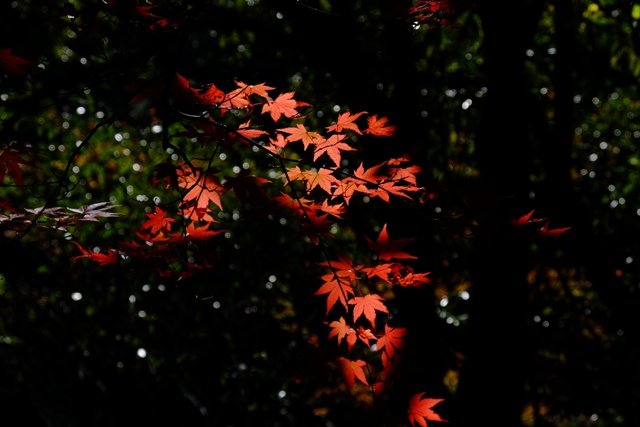 f:id:a-jyanaika:20211113163406j:plain