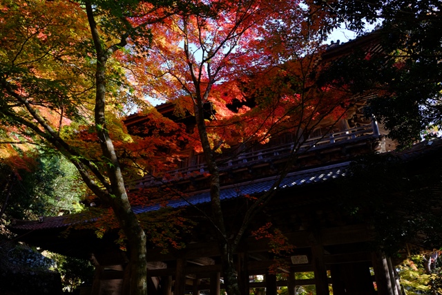 f:id:a-jyanaika:20211113165914j:plain