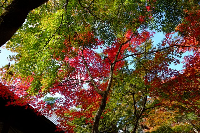 f:id:a-jyanaika:20211113173825j:plain