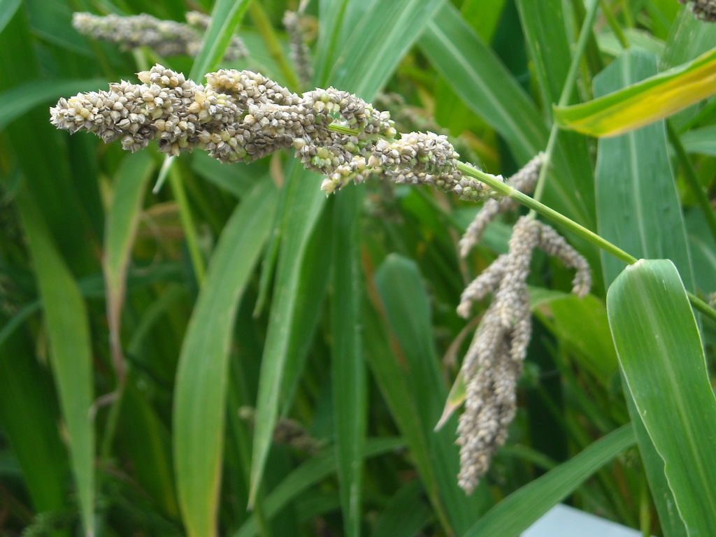 個別「ヒエ」の写真、画像 - 都立薬用植物園 - a-ki's fotolife