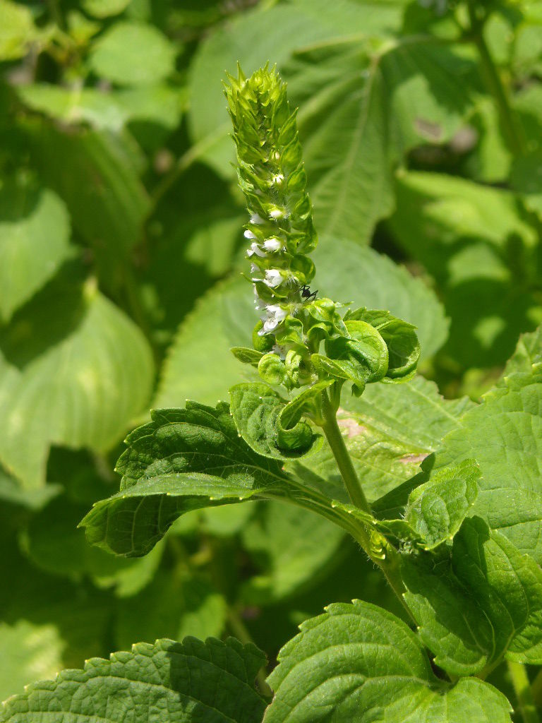個別「エゴマ」の写真、画像 - 都立薬用植物園 - a-ki's fotolife