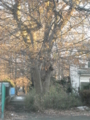 20101228074210