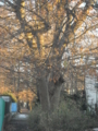 20101228074223