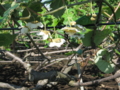 20130517081814