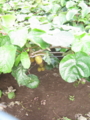 20130627080707