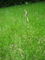 20130706123141