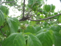 20130706133855
