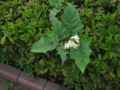 20130713144736