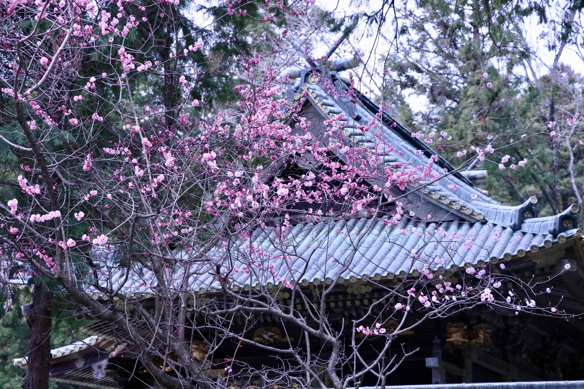 f:id:a-kikutti:20190413230124j:plain